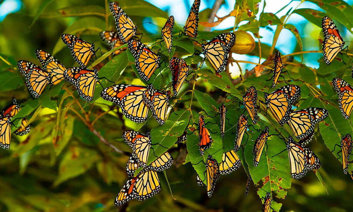 morelia-mariposa-monarca